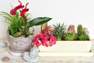 room flowers in a pot