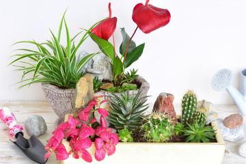 room flowers in a pot