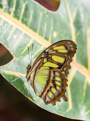 Close up photograph of a yellow swallowtail butterfly resting on a green and red tropical leaf.