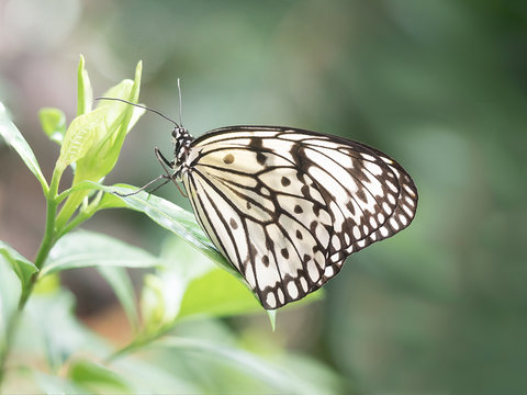 Close up photograph of a paper kite butterfly (also known as a rice paper butterfly) resting on a green tropical leaf.