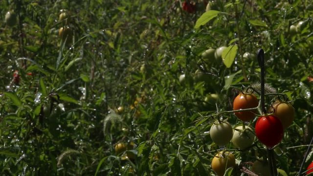 Поливание водой грядки с помидорами