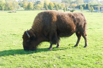 Bison auf einer Weide