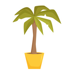 Palm tree in pot