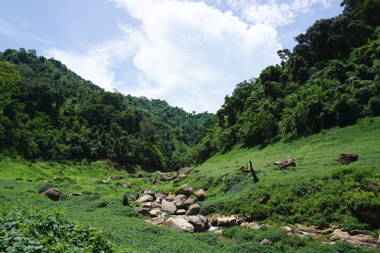 Fototapeta Tropical plants in the forest with sunlight