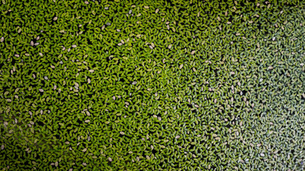 Fish pond filled with lotus