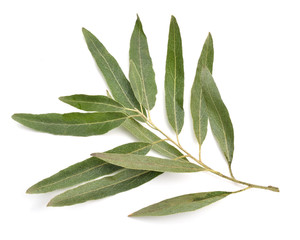 Fototapeta premium Oliwna gałązka odizolowywająca