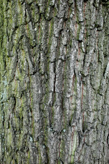 Obraz premium Texture of tree bark