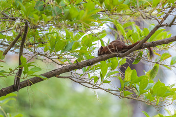 young gray squirrel holding on to a tree.