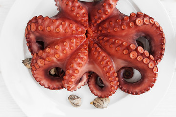 Whole fresh raw octopus on white plate with tentacles closeup. Seafood delicatessen ready for cooking. served with sea shells. Mediterranean meal, luxury food concept