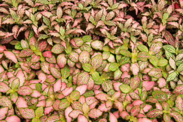 Fototapeta premium green and red leaves background.