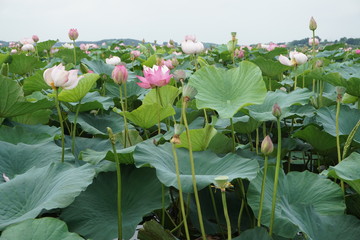 伊豆沼　蓮　花