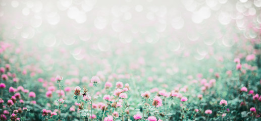 Amazing nature background with meadow of blooming clover , banner