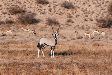Gemsbok, Oryx gazella in kgalagadi