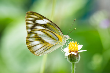 Butterfly on a flower