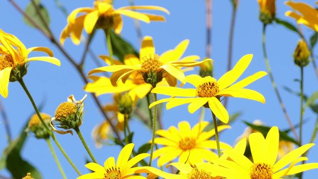 Bumblebee collects nectar from bright flowers of Jerusalem Artichoke.