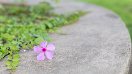Madagasgar Periwinkle flower