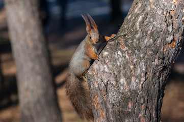 Sciurus vulgaris (Red squirrel) in winter fur sitting on a stub looking at camera