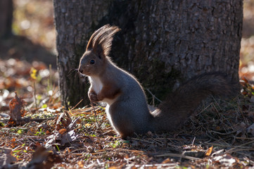 Scary Sciurus vulgaris (Red squirrel) in winter fur stand on the fallen leaves with strong back light