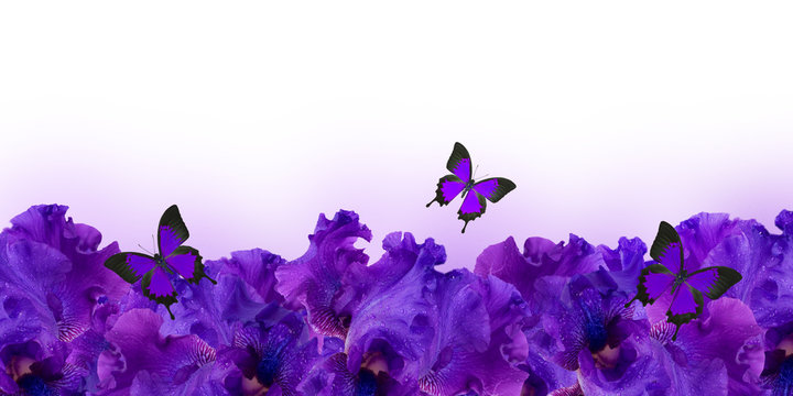 Fototapeta .Amazing background fresh iris flowers with water drops and butterflies
