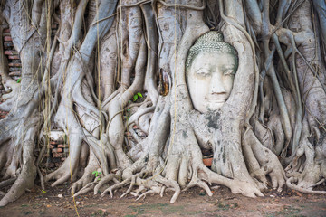 Head of Ancient Buddha Statue in tree roots at Mahathat Temple