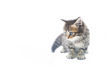 Obraz premium ładny mały kotek Mora na białym tle