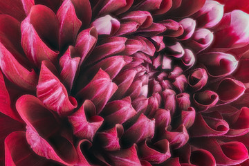Dark red flower petals, close up and macro of chrysanthemum, beautiful abstract background