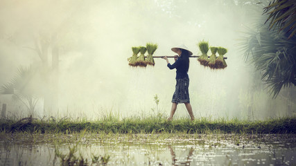 Kobieta Rolnicy uprawiają ryż w porze deszczowej. Byli nasączeni wi - 118219444