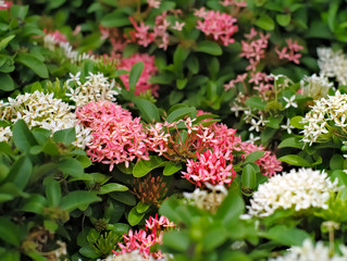 Pink and white Ixora coccinea or West Indian Jasmine with leaves