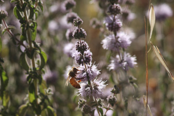 bee visits Mountain Pennyroyal