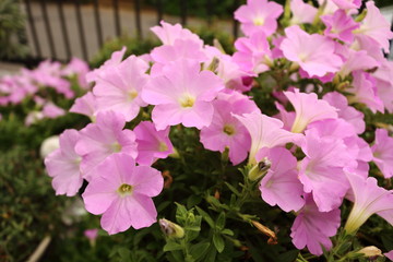 Pink petunia (Sakura Sakura)