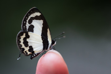 closeup butterfly on finger