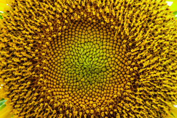 macro sunflower background