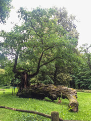 Rogalin Palace Gardens