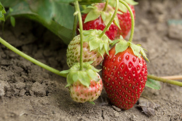 Очень вкусная, ароматная и замечательная ягода клубника. Очень сладкая и ароматная мякоть. Very tasty, fragrant and remarkable berry strawberry. Very sweet and fragrant pulp