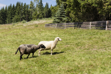 Obraz na płótnie Canvas White and black sheep. 