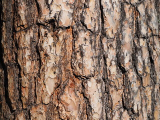photo of close up  pine tree bark