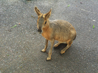 Patagonian mara