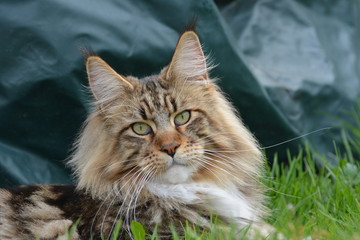 Maine Coon Kater