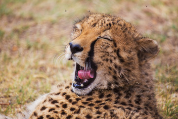 Cheetah lying in the grass
