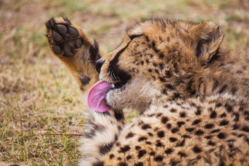 Cheetah lying in the grass
