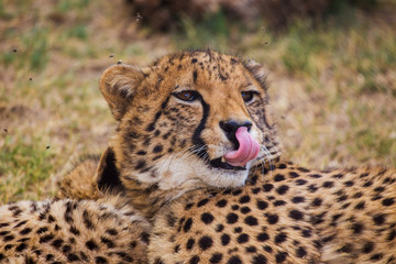 Cheetah lying in the grass
