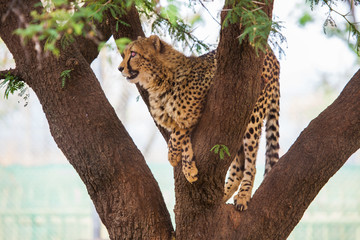 Fototapeta na wymiar Cheetah sitting in a tree