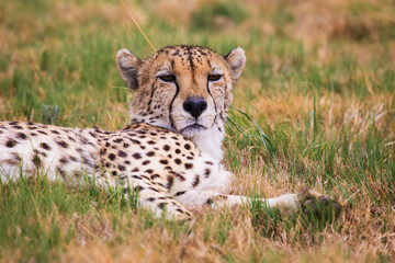 Cheetah lying in the grass