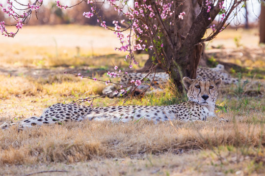 Cheetah under the cherry blossoms