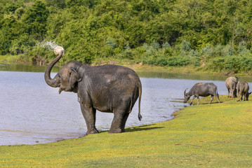 asian elephants play spray water