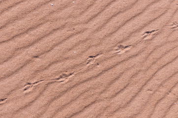 Sand pattern  and seagull traces on Baltic sea coast