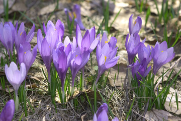   blue crocuses