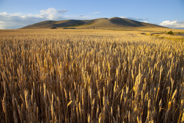 wheat field at dusk