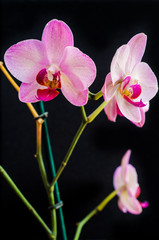 orchid flower