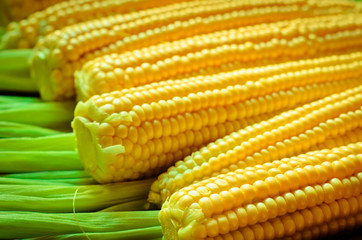 corn background